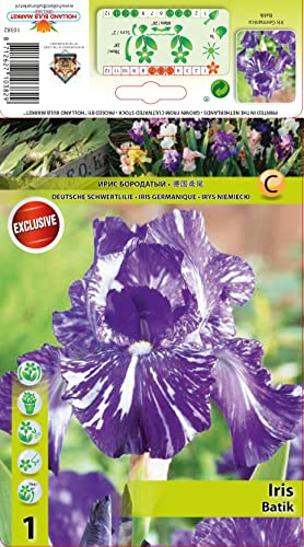 Iriszwiebeln : Iris germanica Bartiris " Batik " 1 Rhizome