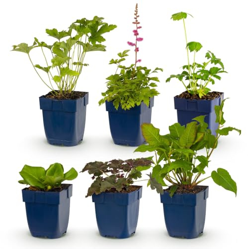 Green boutiQ - Stauden - Beetpaket - Schatten - Verschiedenes - Arten und Farben - 6 Pflanzen - Topf 11cm - Höhe 15-25cm