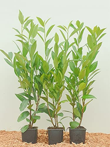 Prunus laurocerasus 20–40 cm (10 Stück) – Winterhart, Immergrün, Pflegeleicht – Kirschlorbeer – Heckenpflanze für Garten & Sichtschutz