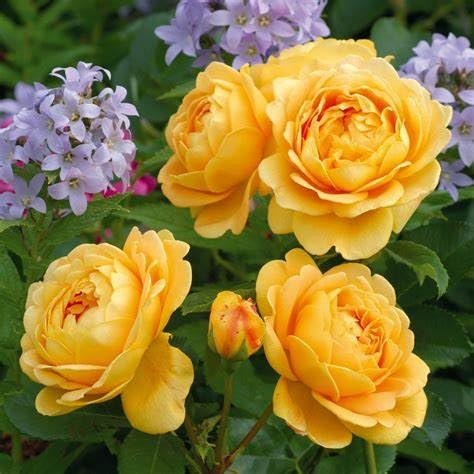 Englische Rose "Golden Celebration" ® (Container)