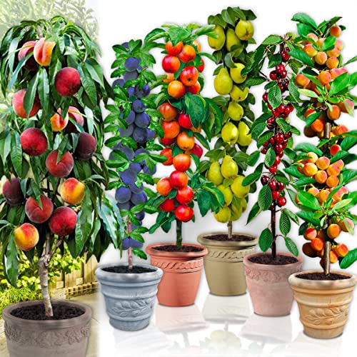 Säulenobstbäume - 6 Bäume (1 Pfirsichbäum, 1 Pflaumenbäum, 1 Kirschbäume, 1 Apfelbäume, 1 Birnbäume, 1 Aprikosenbäume) - 80/100 cm hoch - Ideal für Balkon, Terrasse, Kleiner Garten