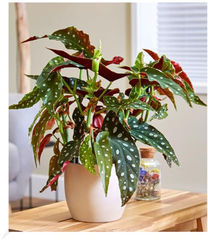 BALDUR Garten 1x Forellenbegonie Maculata, groß, Pflanze im 14 cm-Topf, Grünpflanze, luftreinigend, mehrjährig - frostfrei halten, für Standort im Schatten geeignet, Begonia maculata