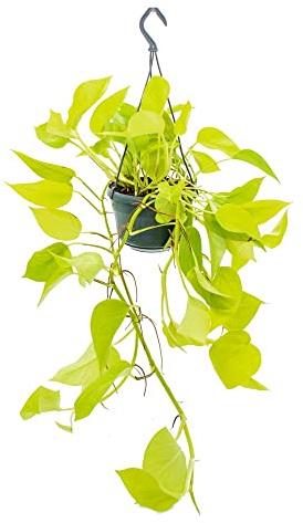 Zimmerpflanze zum Hängen leuchtende Efeutute Epipremnum Golden Pothos Scindapsus 14cm Ampeltopf