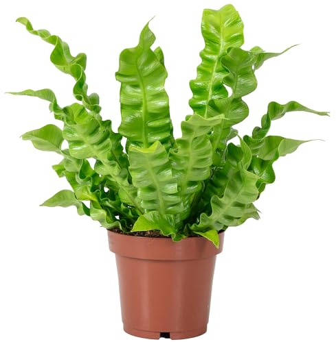 Nestfarn - pflegeleichte Zimmerpflanze, Asplenium nidus 'Crispy Wave' - Höhe ca. 25 cm, Topf-Ø 12 cm