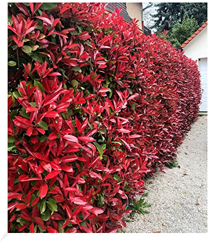 BALDUR Garten 10x immergrüne Photinia 'Red Robin', Pflanzen im 9x9 cm-Topf