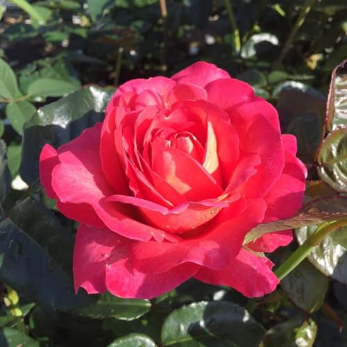 Duftende Strauchrose 'Noacks Classico'®, pink, Topf 5 Liter