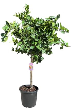 Sunny Tree - Orangenbaum - große 160 Zentimeter - Citrus Sinensis - Obstbaum - Sonnige Standorte - Fruchtbildend - 8-jähriger Orangenbaum