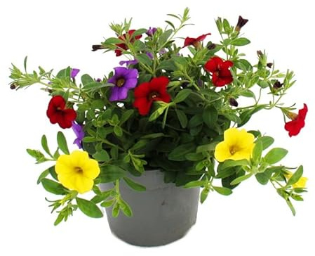 Zauberglöckchen Minihängepetunie Calibrachoa 12cm Topf Set mit 3 Pflanzen bunt (mehrfarbig)