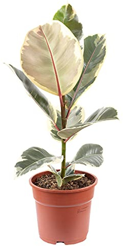Gummibaum - pflegeleichte Zimmerpflanze, Ficus elastica 'Tineke' - Höhe ca. 50 cm, Topf-Ø 17 cm
