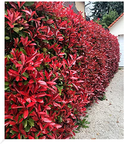 BALDUR Garten 5er Immergrüne Photinia-Hecke 'Red Robin', Pflanzen im 9x9 cm-Topf, Glanzmispel winterhart, blühend, Photinia fraseri 'Red Robin', Photinia fraseri, schnellwachsend