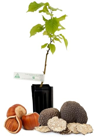 Edelpilze.Shop französischer Trüffelbaum – Zweijähriger Haselnussbaum mit Burgunder-Trüffel beimpft, in Profiqualität für die Zucht im Garten – Bäumchen-Höhe ca. 30-50cm