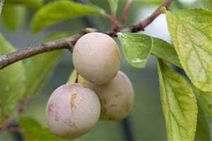 Prunus domestica subsp. syriaca 'von Nancy' 150–200 cm – Winterhart, Mehrjährig, Pflegeleicht – Mirabellenbaum – Obstbaum für Garten & Hausgarten
