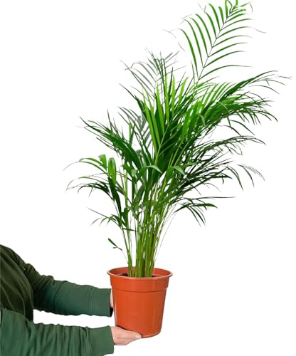 Goldfruchtpalme 100-110 cm – Arecapalme Dypsis Lutescens – Pflanze frisch aus der Gärtnerei – Große luftreinigende und pflegeleicht Zimmerpflanze – Ideal für Wohnzimmer & Büro – Green Me Up