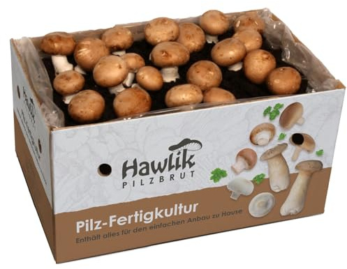 Hawlik Pilzbrut Champignons selber züchten – Steinchampignon Pilzzuchtset – Pilze kinderleicht zuhause anbauen – Kleines Komplettset für Anfänger/als Geschenk für Kinder und Gartenfreunde