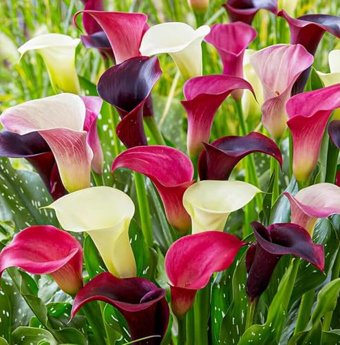 Calla Lilien Zwiebeln Winterhart Mehrjährig - Purple und Pink Zantedeschia Kollektion - 10 große Blumenzwiebeln - Echte Pflanzen aus Holland - für Garten und Topf (kein Samen, nicht künstlich)