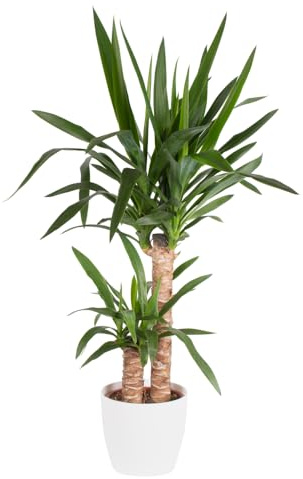 Yucca-Palme, Palmlilie, 2-stämmig, echte Zimmerpflanze, Topfgröße 17 cm, Höhe ca. 80 cm, Zimmerpflanzen für die Wohnung oder das Büro, luftreinigend, Pflanzenversand