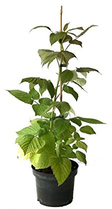 NEU! Lowberry® Zwerghimbeere Baby Dwarf® kompakte Himbeersorte Balkonobst ca. 40 cm im 3 Liter Topf