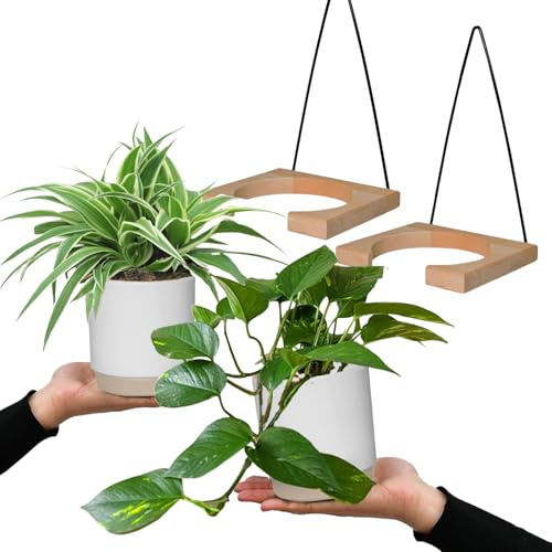 Grünlilie & Efeutute – Hängendes Zimmerpflanzen Starterpack – 2 Rankende Zimmerpflanzen frisch aus der Gärtnerei – Höhe 15-25 cm – Töpfe 10,5-12 cm – mit Wandhänger-Set – Green Me Up