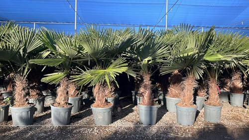 Trachycarpus Fortunei Chinesische Fächerpalme, 140-160 cm, Stammhöhe 40-50 cm, Winterhart bis -18°C, Topf Ø 33 cm