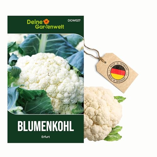 Blumenkohl Erfurt Samen - Brassica oleracea - Blumenkohlsamen - Gemüsesamen - Saatgut für 80 Pflanzen