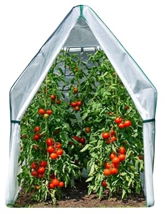 WESTMANN Tomatengewächshaus Peperoni 180x180x200 cm | Tomatenhaus & Foliengewächshaus für Tomaten & Gemüse | stabiles Pflanzenschutzhaus für Frühling–Herbst | begehbares Saison-Gewächshaus