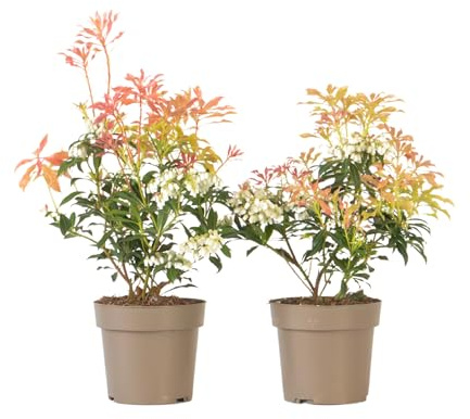Plant in a Box - Pieris 'Forest Flame' - 2er Set - Felsenheide - Winterhart - Immergrüner Strauch - Topf 17cm - Höhe 25-40cm