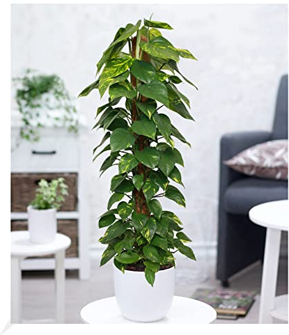 BALDUR Garten 1x Zimmerpflanze Efeutute am Moosstab ca. 110-120 cm hoch | Pflanze im 24 cm-Topf, Zimmerpflanze, pflegeleicht, Epipremnum, mehrjährig - frostfrei halten