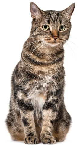 Katzen Fensterbild I lebensecht groß I beidseitig bedruckt I Fenster-Aufkleber I statisch haftend I Vogel-Schutz I selbstklebend wiederablösbar I dv949