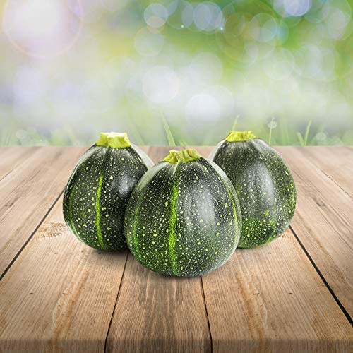 Prademir – runde Zucchini Samen Tondo di Piacenza – 25x Zucchinisamen mit hoher Keimrate handverlesen aus Portugal – ideal zum Befüllen, Grillen & Einlegen – 100% Natursamen ohne Chemie