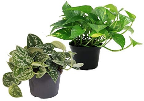 Set aus 2 verschiedenen Efeututen - Scindapsus pictus argyreus und Epipremnum aureus