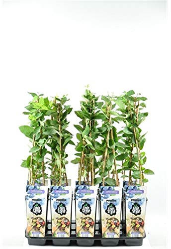 Sibirische Blaubeere Honigbeere Lonicera caerulea kamtschatica, ca. 30 cm – winterharte, vitaminreiche Beerenpflanze für Garten & Balkon, pflegeleicht, bienenfreundlich, ideal für Marmelade & Smoothie