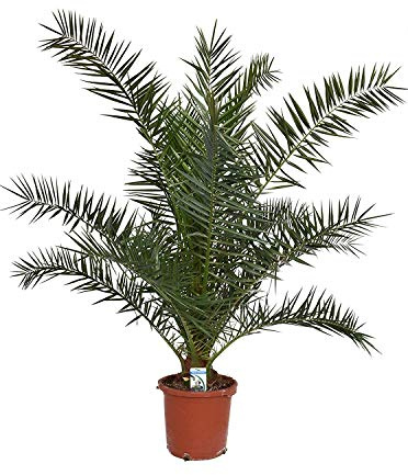 Kanarische Dattelpalme 80–100 cm – Phoenix canariensis – robuste Phönixpalme für Garten, Terrasse & Balkon – pflegeleicht, dekorativ, immergrün