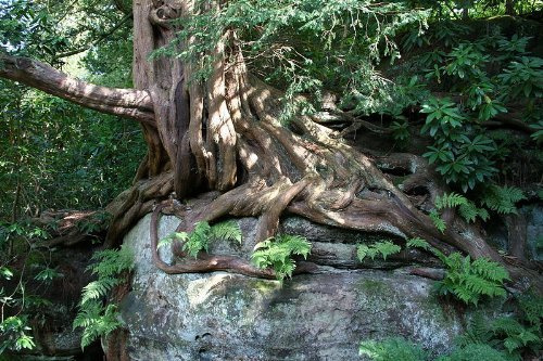 1000 Samen -Eibe-,Taxus baccata'