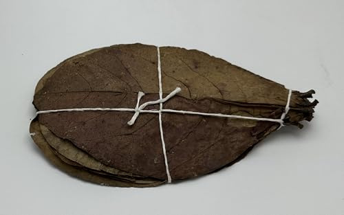100 Seemandelbaumblätter ca.20cm / Catappa Leaves/Indian Almond - Natürlicher Wasseraufbereiter für gesunde Fische und Garnelen