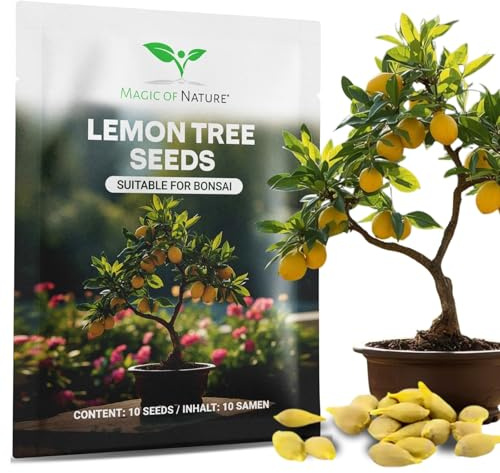 Magic of Nature: Mini Zitronenbaum Samen (10 Stk) - Bonsai geeignet | Premium-Saatgut für mediterranes Flair - Mehrjährige Zimmerpflanze & Kübel