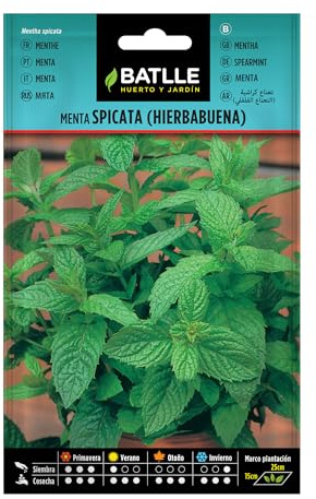 Batlle Kräutersamen - Mentha Spicata/Grüne Minze (Samen - 40-50cm)