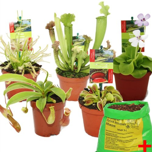 Starter Set Fleischfressende Pflanzen - 5 Pflanzen + Erde - Karnivorenerde