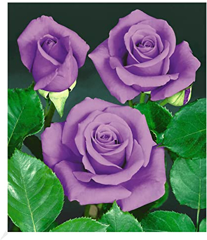 BALDUR Garten 1x Rose Blue Saphir, Pflanze wurzelballiert, Beetrose winterhart, mehrjährig, blühend, Schnittblume, Rosa Hybride, Edelrose, robuste Pflanze, Rosen-Rarität, blühfreudig