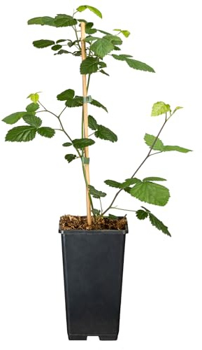 Brombeere 'Loch Ness®' (dornenlos)