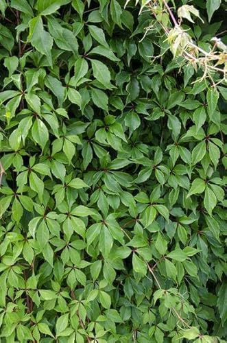 Wilder Wein Parthenocissus quinquefolia Engelmannii – Schnellwachsende Kletterpflanze – Selbsthaftend – 65cm Höhe Ø15cm – 4 Pflanzen – Winterhart & pflegeleicht