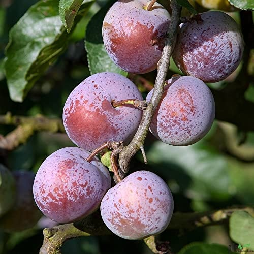 Graf Althans Reneklode Pflaumenbaum Obstbaum Niedrigstamm kleinbleibend süß saftig