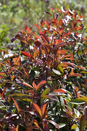 Glanzmispel Photinia fraseri Red Robin 40-60 cm winterhart immergrün | Rote Blatttriebe, schnittverträglich, ideal für Formhecke, sonnig bis halbschattig, robust, dichter Wuchs