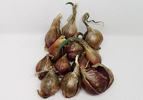 Steckzwiebeln der Luftzwiebel, Ettagenzwiebel, Ewige Zwiebel oder Ägyptische Zwiebel lat. Allium x proliferum