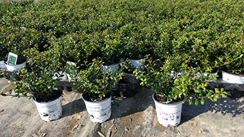 gruenwaren jakubik 50 Stück Ilex crenata Stokes Heckenpflanze Buchsbaum Ersatz winterhart + robust