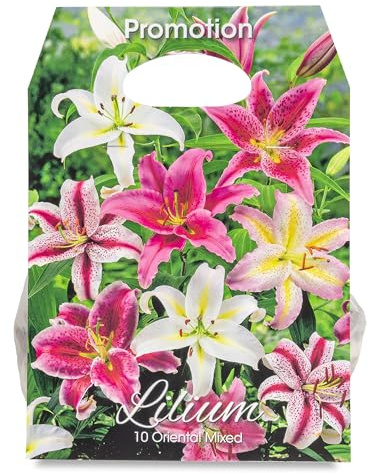 Orientalische Lilien Mischung 10 Stück, Blumenzwiebeln winterhart und mehrjährig, Blumen Mix für den Garten, Gr. 14/16