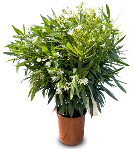 Sunny Tree Oleander - farbe Weiß - 80-100 cm - Nerium Oleander Pflanze für draußen - Immergrün im Winter - Mediterrane Pflanze