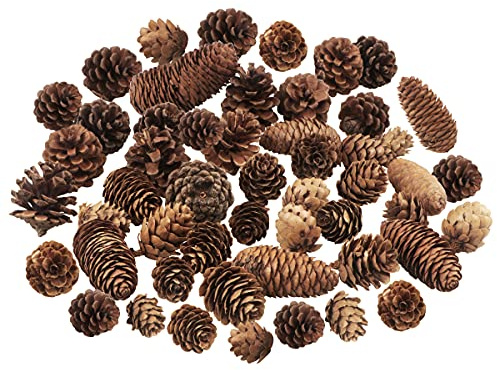 Jangostor 40 Stück Weihnachten Tannenzapfen, Kiefernzapfen Dekoration Multi Size Natürliche , Natur für Weihnachtsbaum Vasenfüllung DIY Handwerk