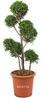 KENTIS - Cupressocyparis Leylandii Castlewellan Gold - Zypresse Pompon - Echte Winterharte Pflanzen für Garten - H 90-110 cm Topf Ø 24 cm