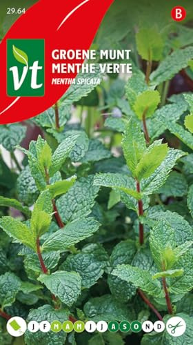 Pfefferminze Mentha spicata, frischer Minzgeschmack.