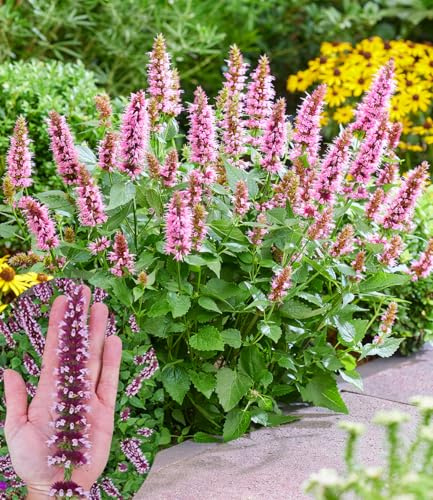 BALDUR Garten 2x Agastache 'Beelicious® Pink', Pflanzen im 9x9 cm-Topf, pflegeleichter Dauerblüher, kompakter Wuchs, dekorativ im Gartenbeet und im Kübel, duftend, mehrjährig und winterhart